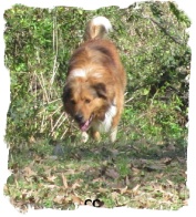ABCA Sable aTricolor male Border Collie out of working stock
